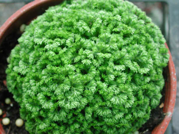 MEADOW SPIKE-MOSS